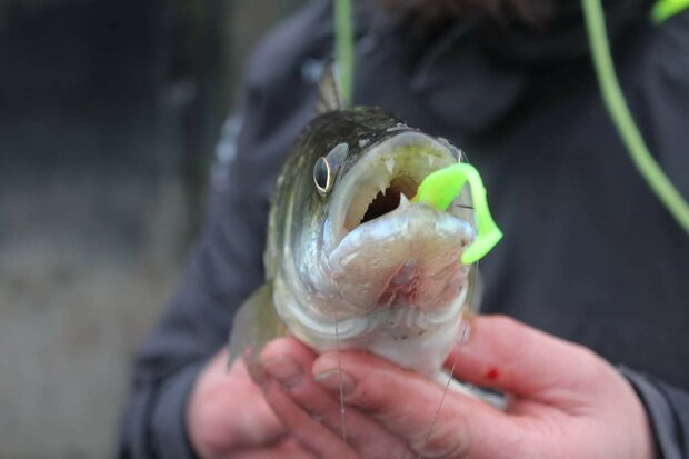 Gunki - Softbaits Whiz 125 - 125mm - Gunki