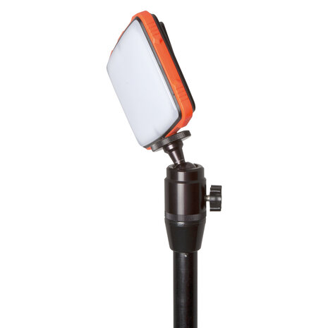 Fox Carp - Halo Photography Light - Fox Carp
