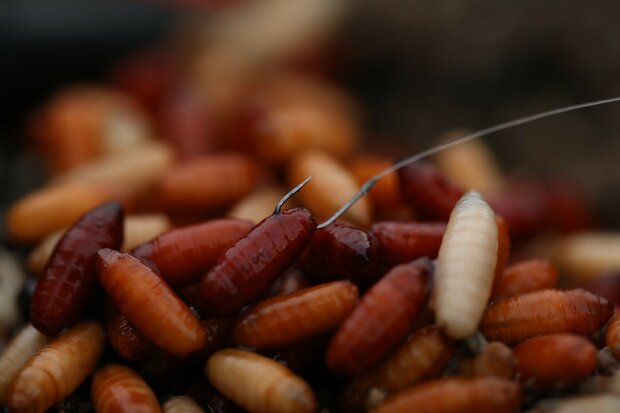 Guru - Haken Pole Special Spade End Barbed - Guru