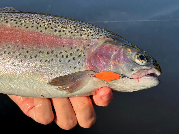 Serc Spoon  Trout Master