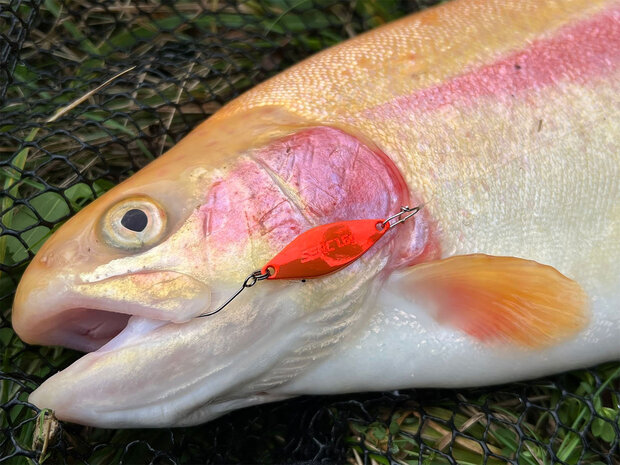 Serc Spoon  Trout Master