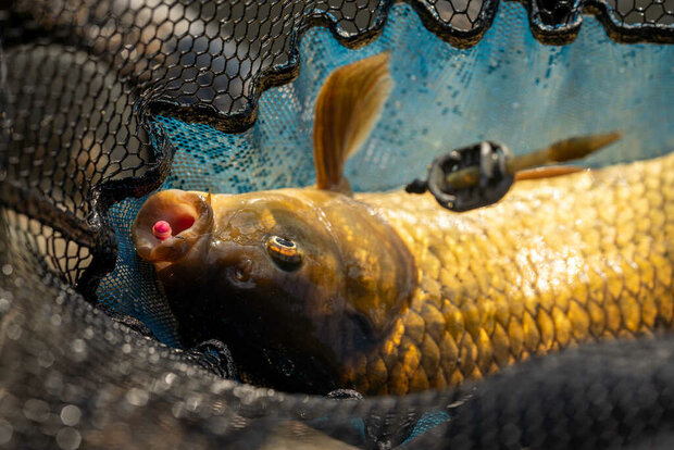 Band'um Wafter Pineapple &amp; Coconut / 45gr - Sonubaits