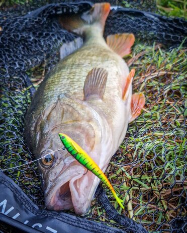 Westin - 2026 Twitchteez R2F 9.5cm / 9.0gr