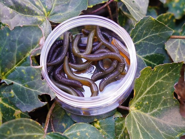 Dendrobaena / 6,0cm - SPRO