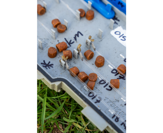 Mega Carp Feed Pellets / 1kg - Sonubaits