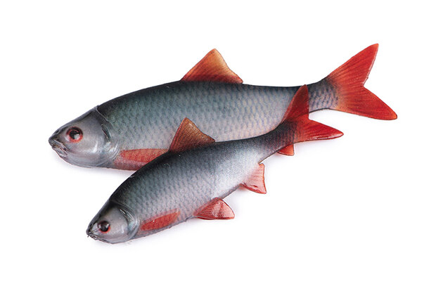 Fox Rage - Ultra Natural Fillets - Fox Rage 