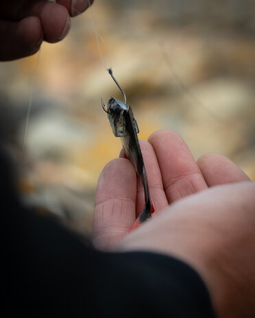 Fox Rage - Ultra Natural Fillets - Fox Rage 