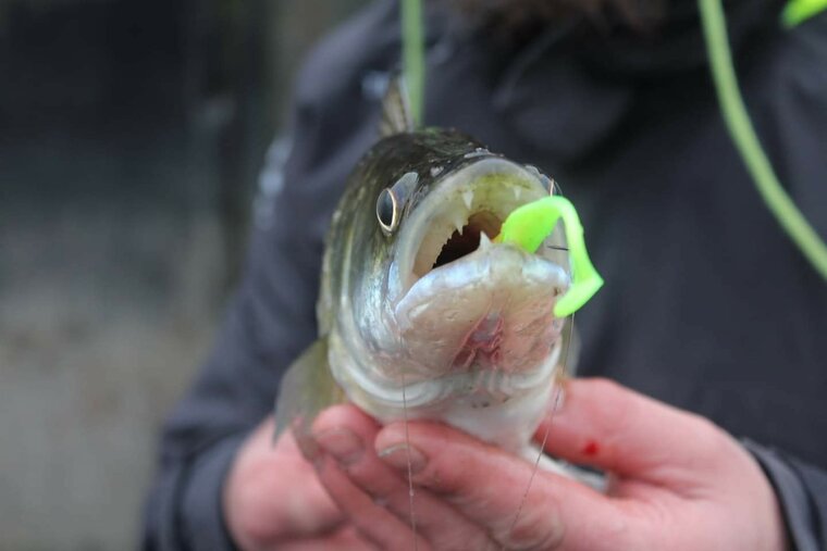 Gunki - PROMO Shads Whiz 125 - 12,5cm - Gunki