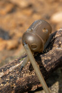 Matrix - Swivel Feeder Stems - Matrix