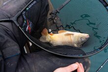 Preston - Schepnet Carp XS Landing Nets - Preston