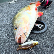 Westin - Ricky the Roach Tungsten Vibration Bait 5.5cm / 16.0gr - Westin