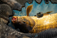 Band'um Wafter Pineapple &amp; Coconut / 45gr - Sonubaits