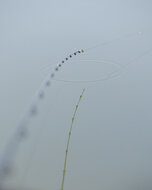 Black Arrow X8 Feeder Braid / 150m - Sensas